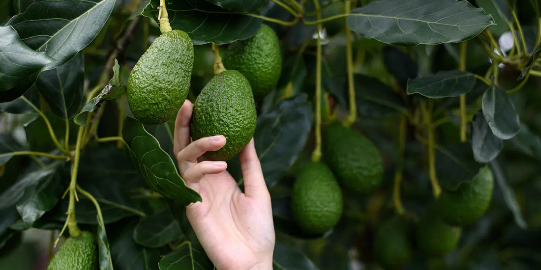 Avocadoöl (Persea Gratissima Oil / Avocado oil)